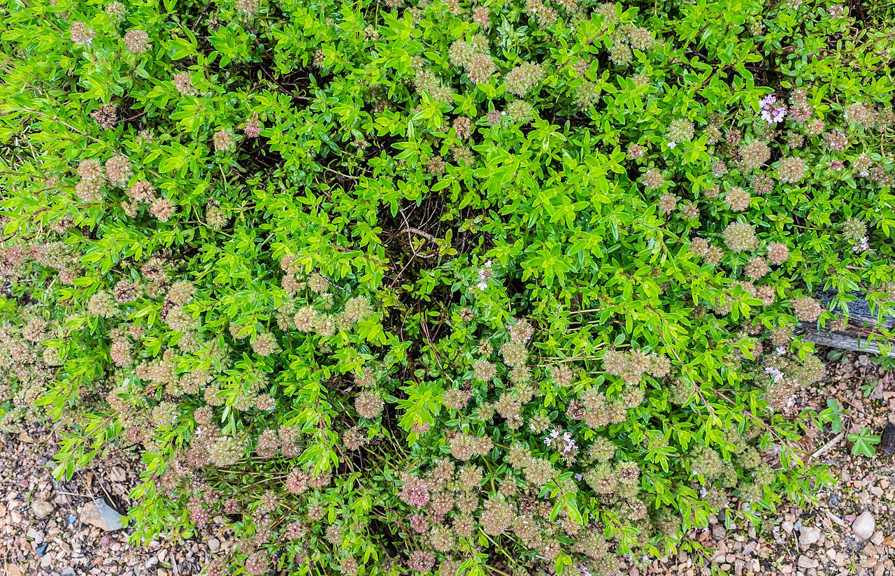 Thymus serpyllum