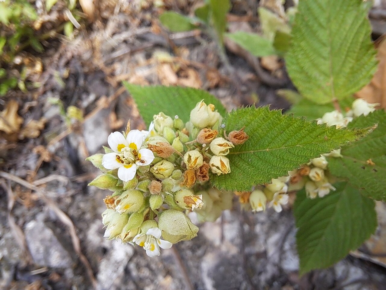 Melochia lupulina