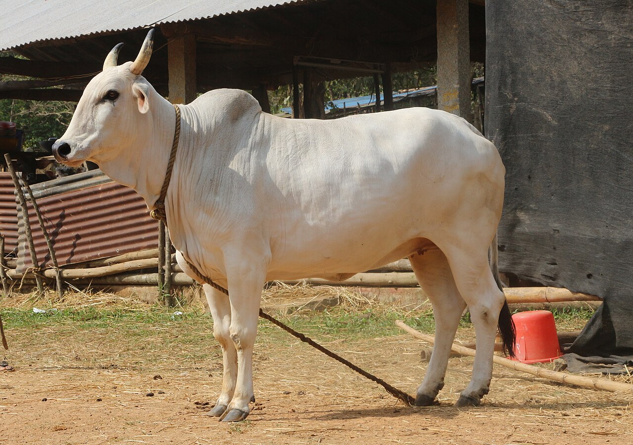 Gangatiri cattle