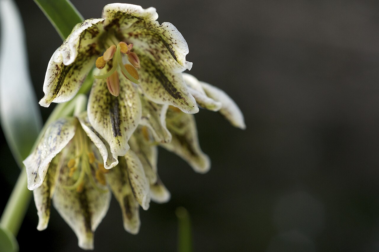 Fritillaria purdyi