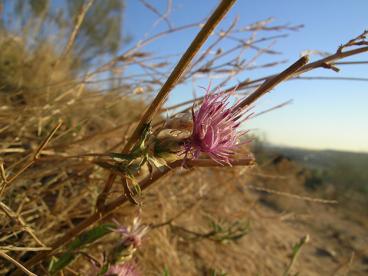 Centaurea costae