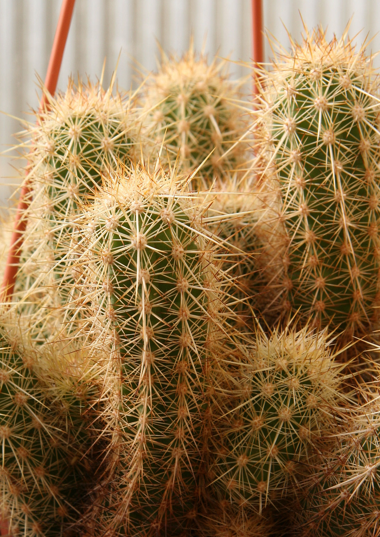 Echinocereus barthelowianus