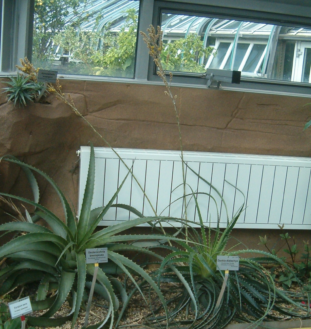 Dyckia distachya