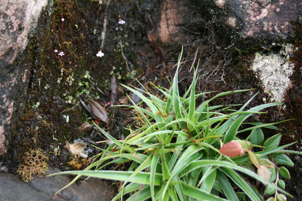 Connellia quelchii