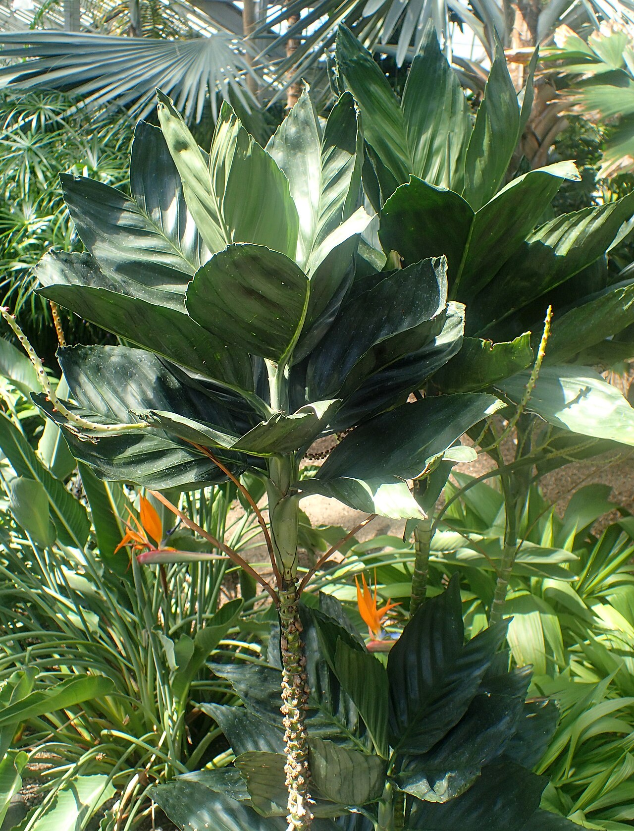 Chamaedorea metallica