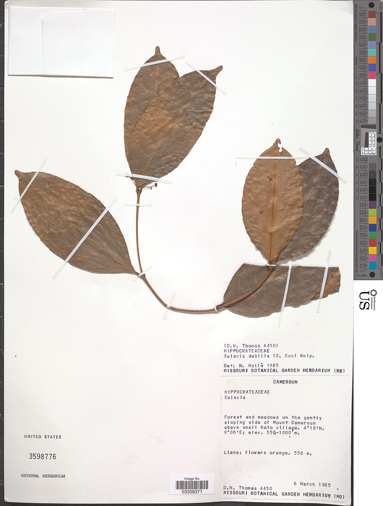 Salacia debilis