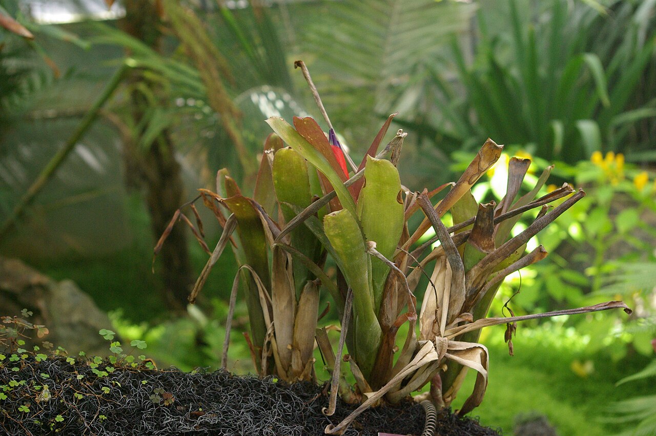 Billbergia chlorantha