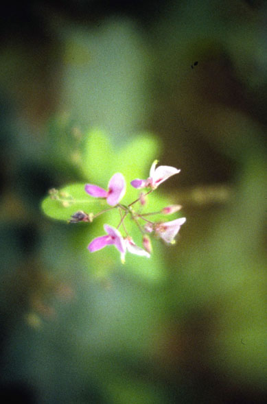 Desmodium paniculatum