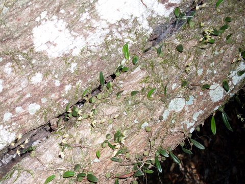 Tiny strand orchid