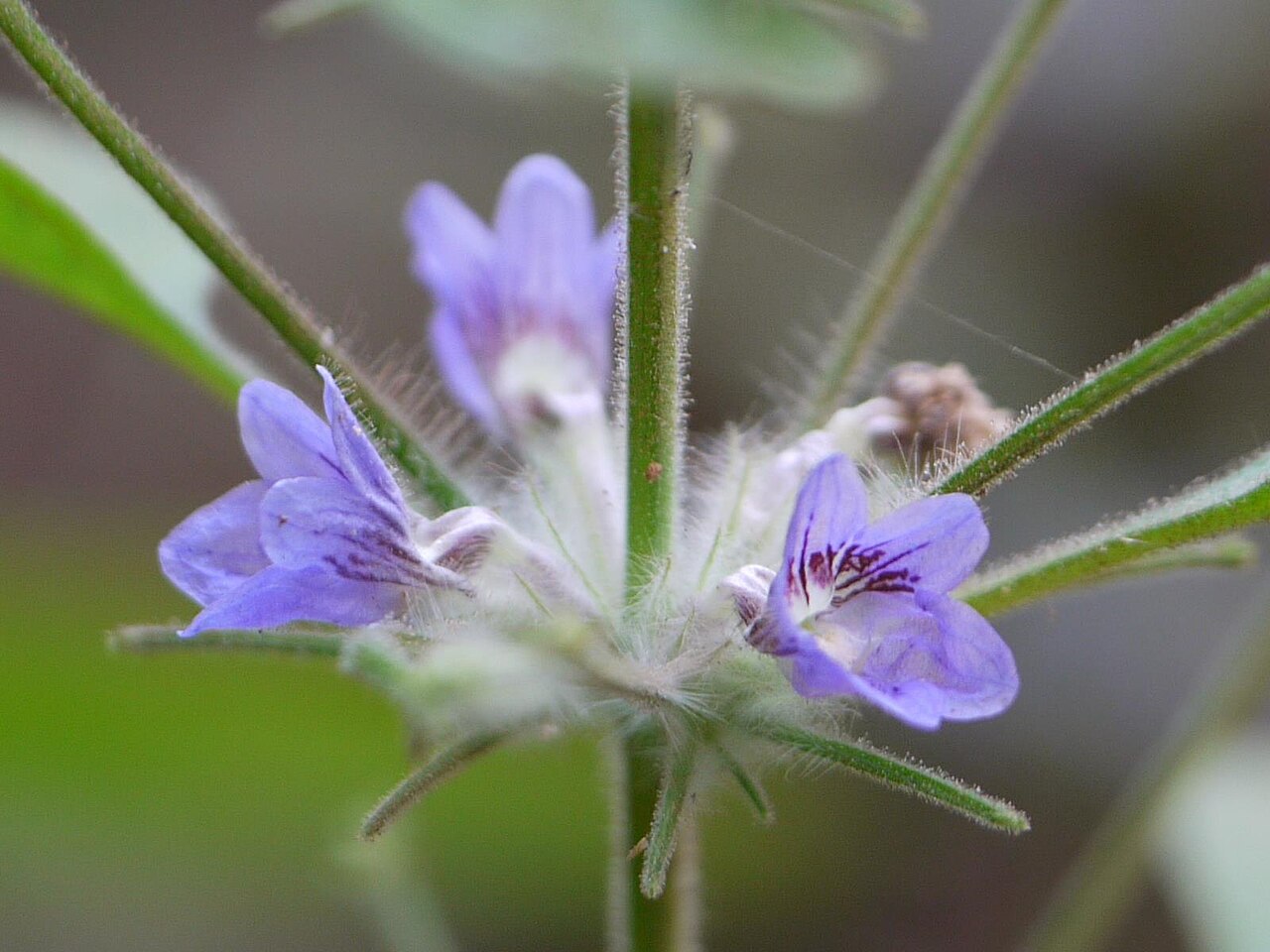 Haplanthodes plumosa