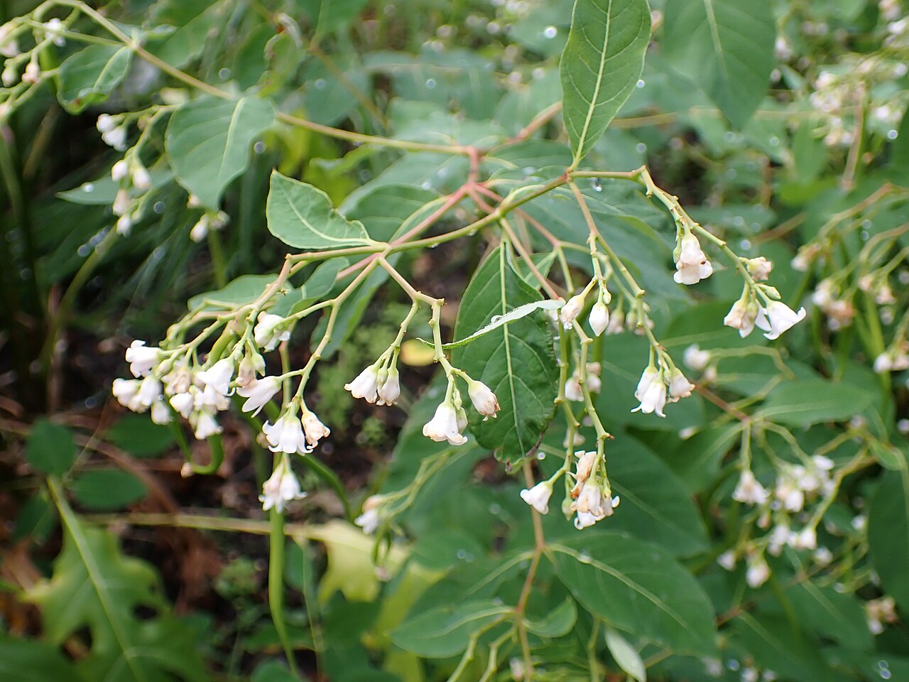 Apocynum