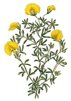 Leafy wedge pea
