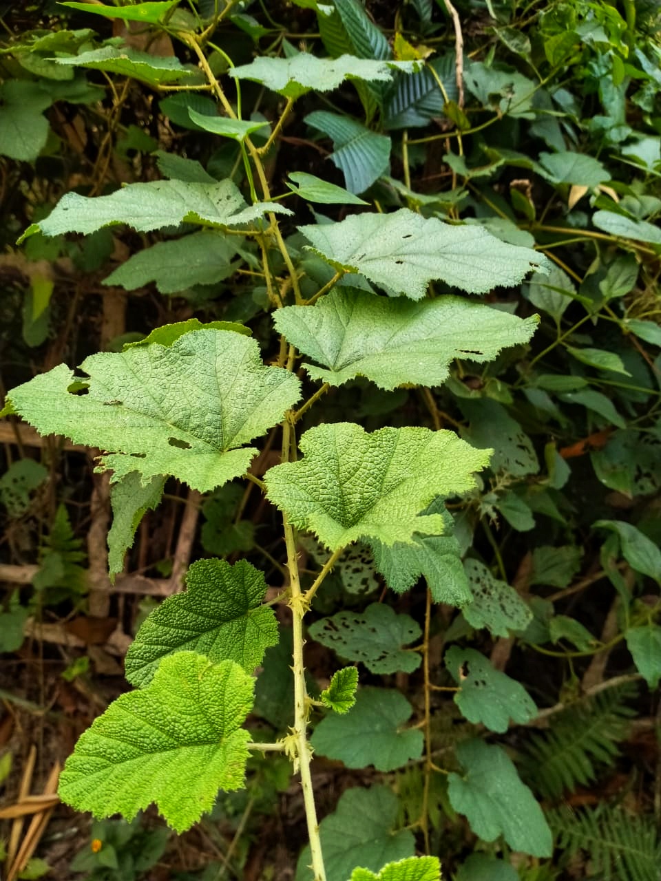Rubus moluccanus