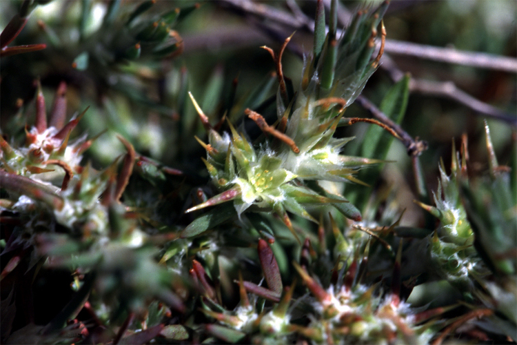 Cardionema ramosissimum