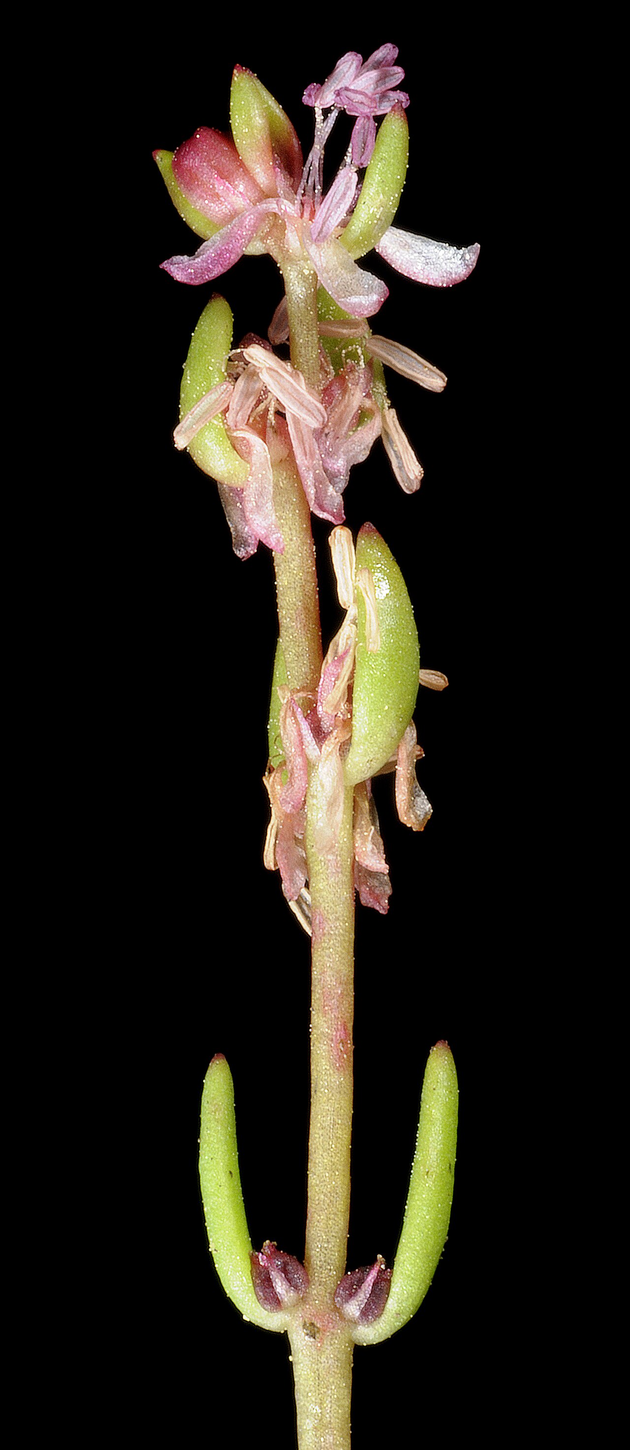 Myriophyllum tillaeoides