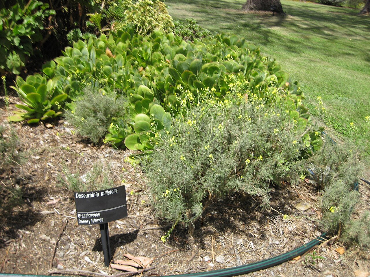 Descurainia millefolia