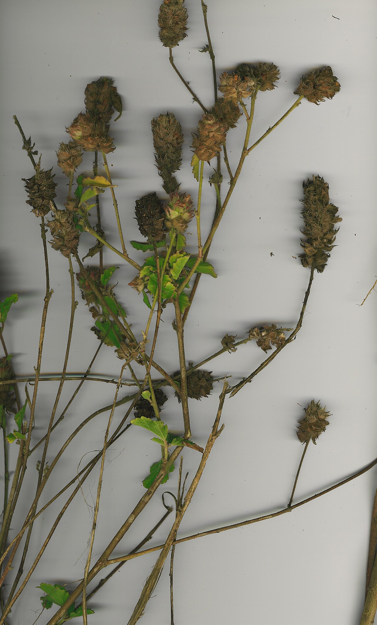 Malvastrum americanum