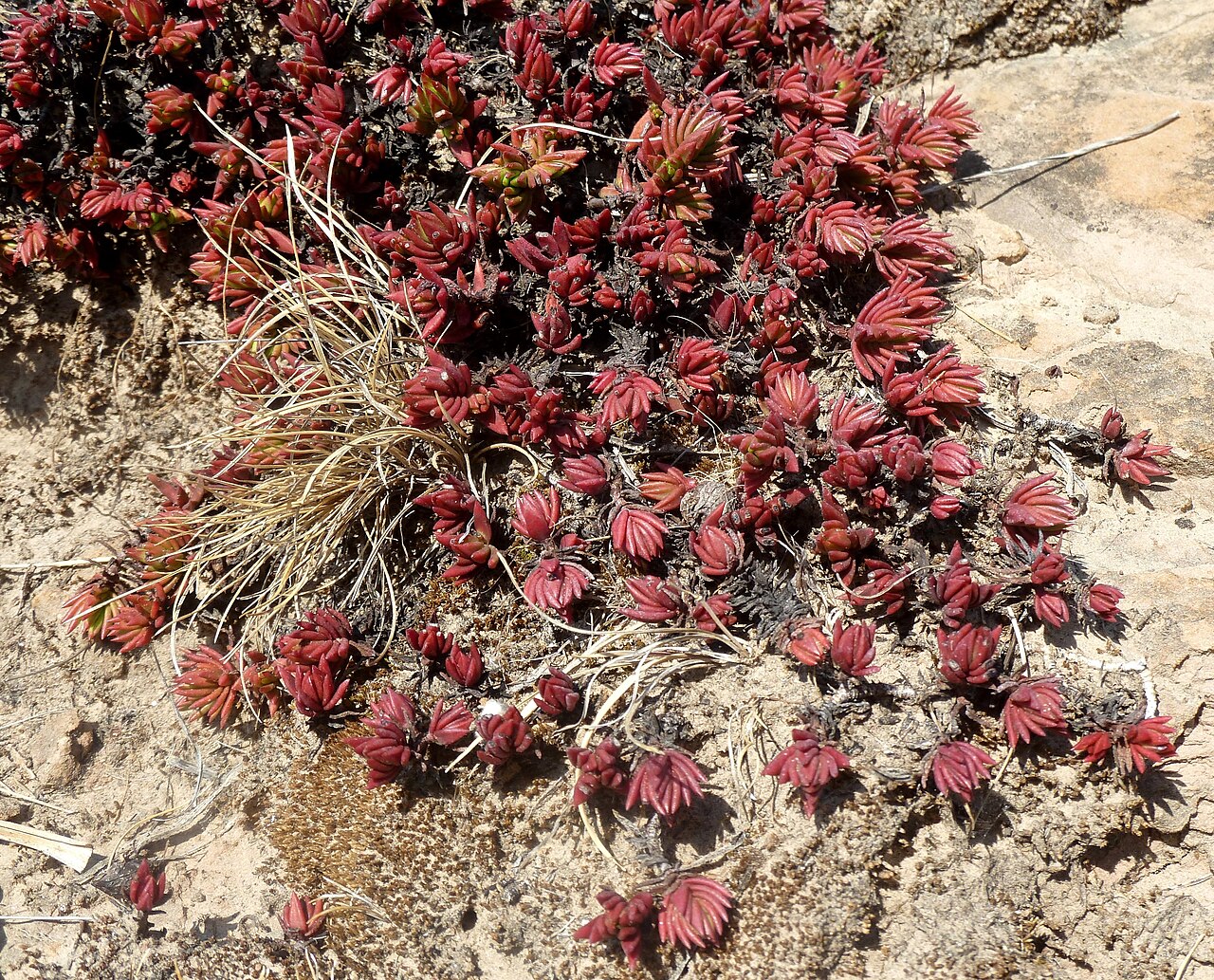 Crassula peploides