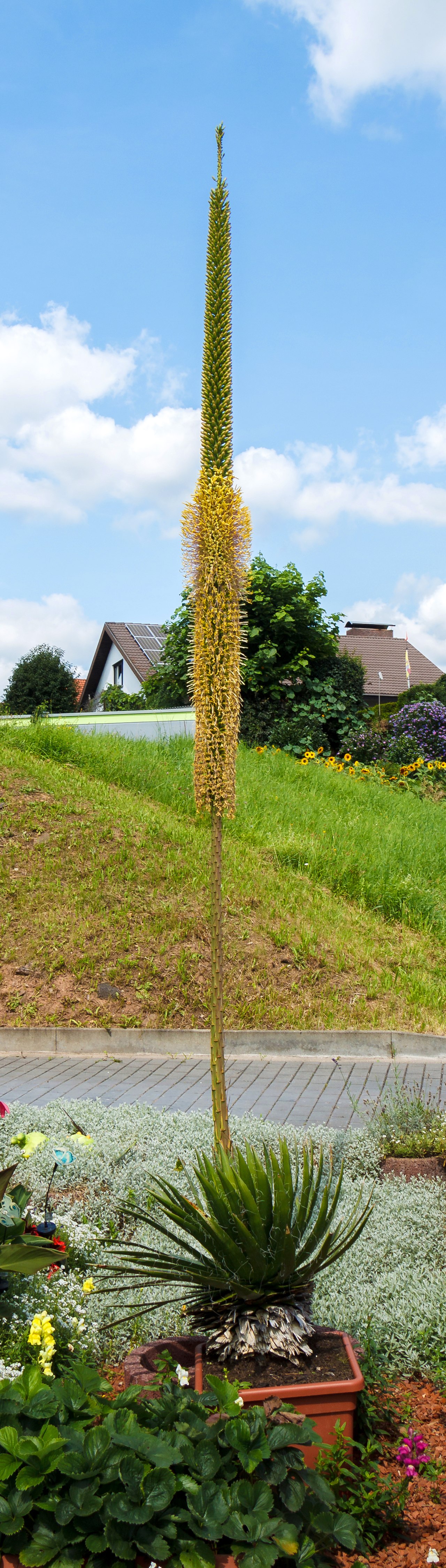 Agave filifera