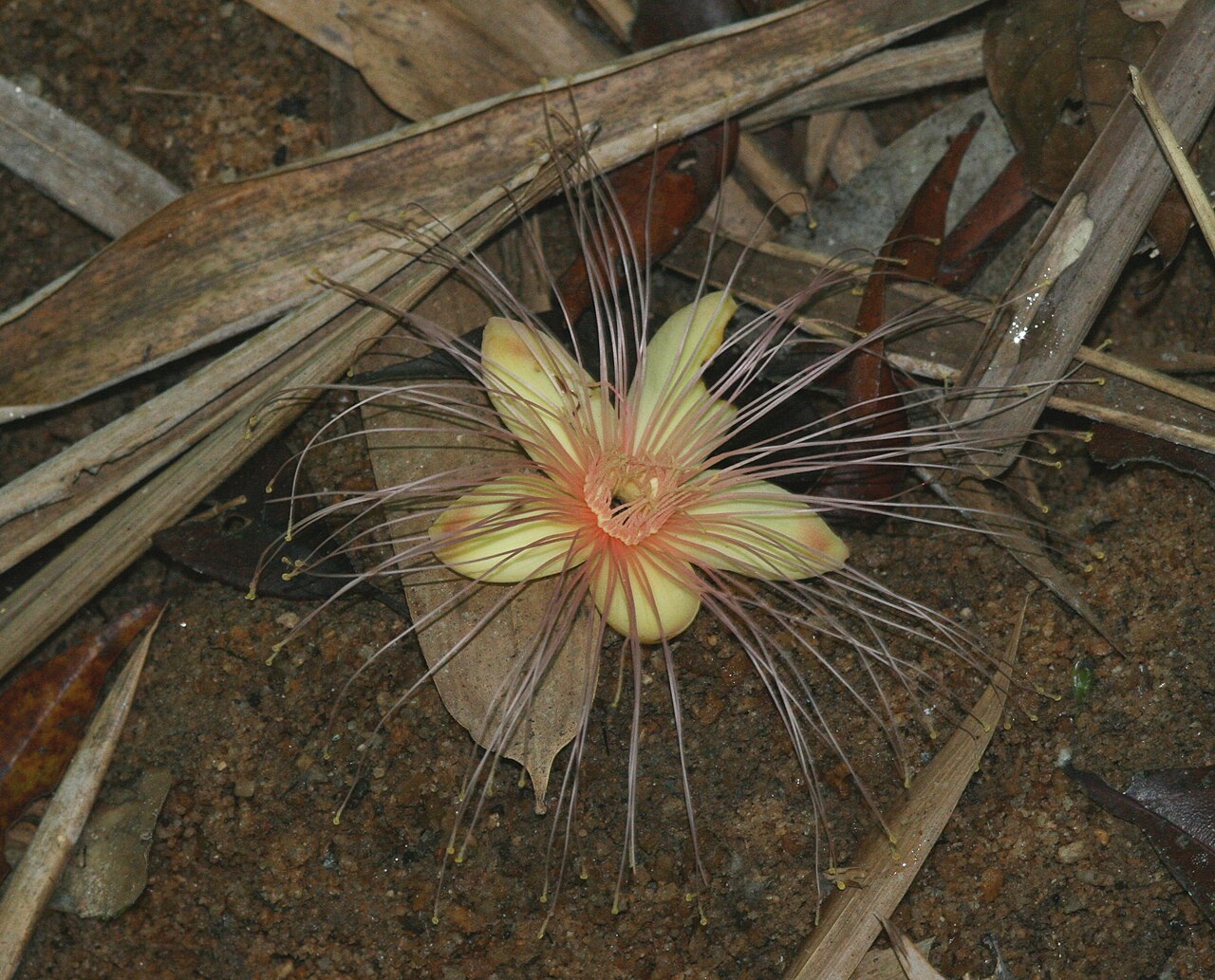 Caryocar microcarpum