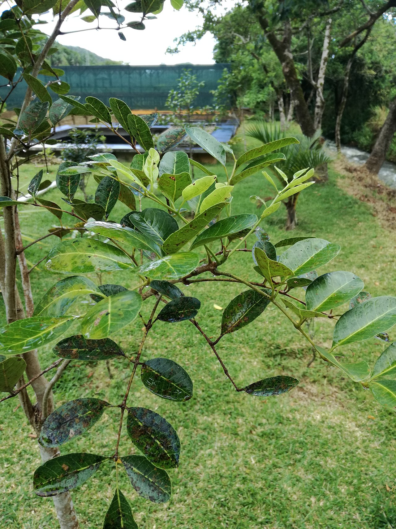 Canarium paniculatum