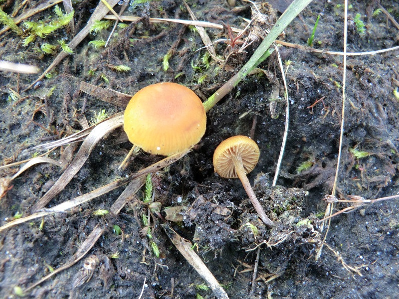 Gymnopilus fulgens