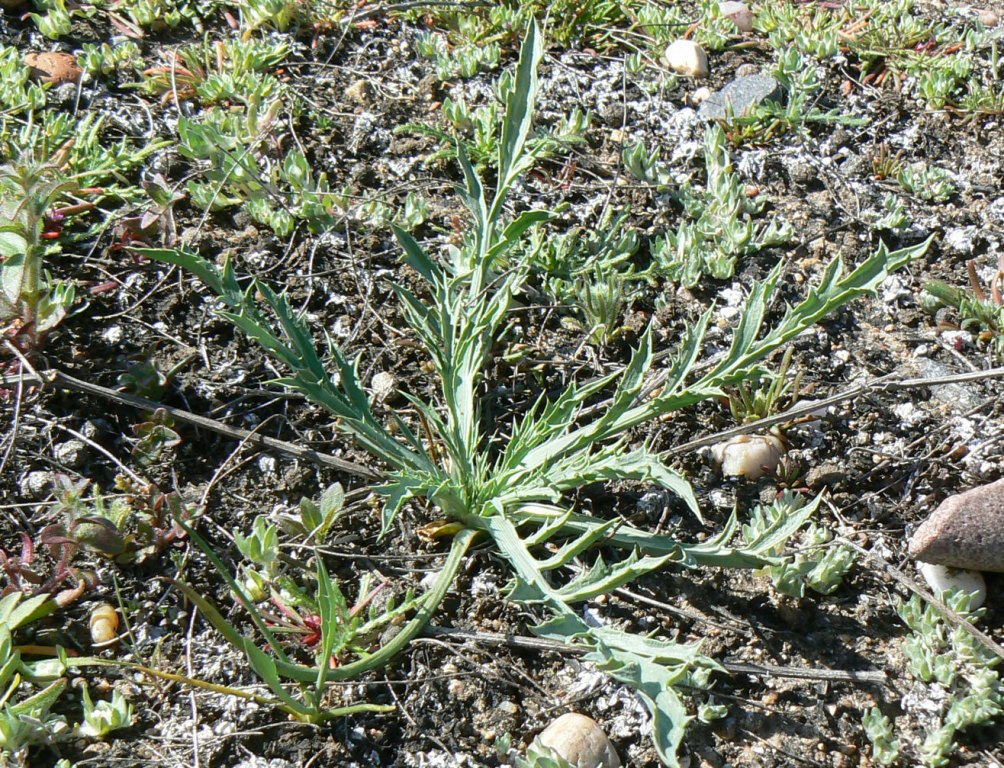 Eryngium aristulatum