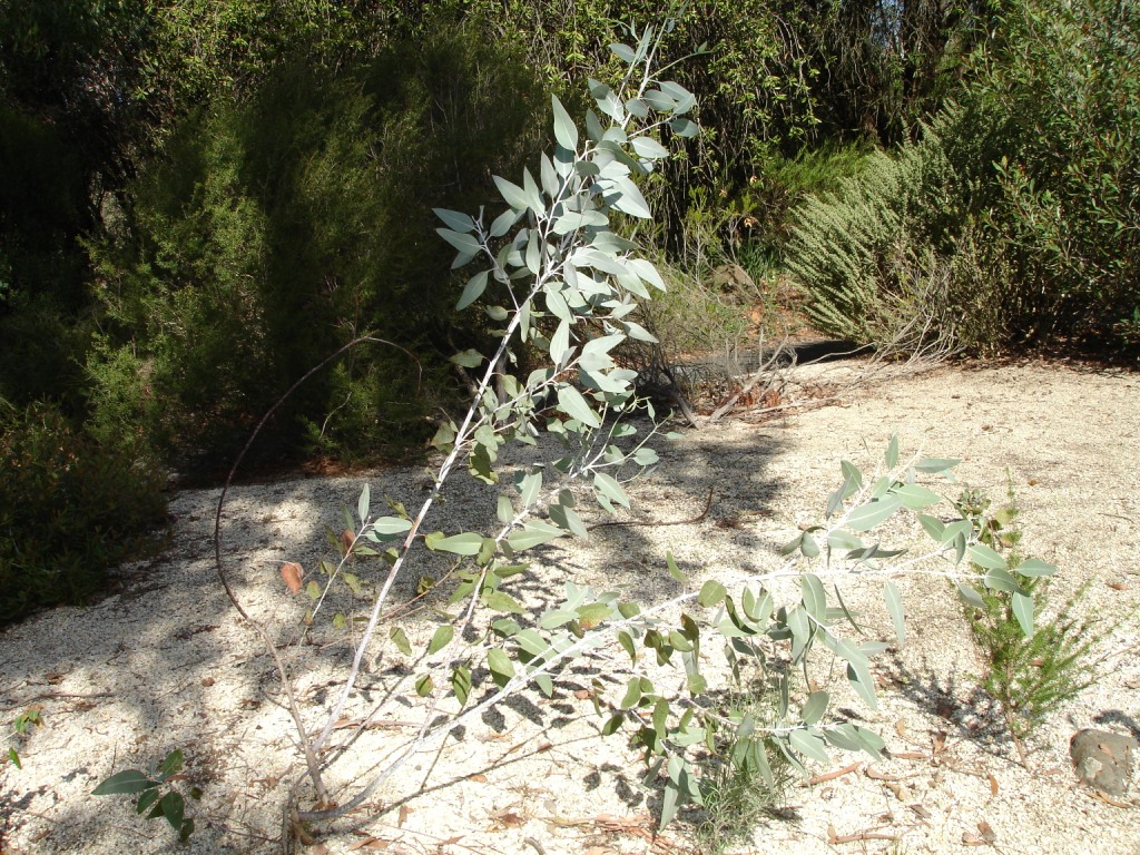 Darke Peak mallee or chalky mallee