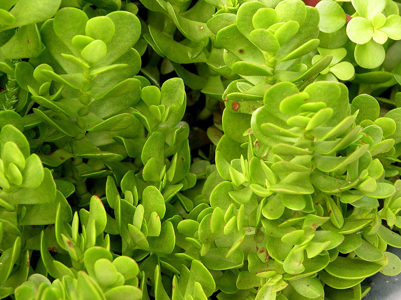 Crassula decumbens