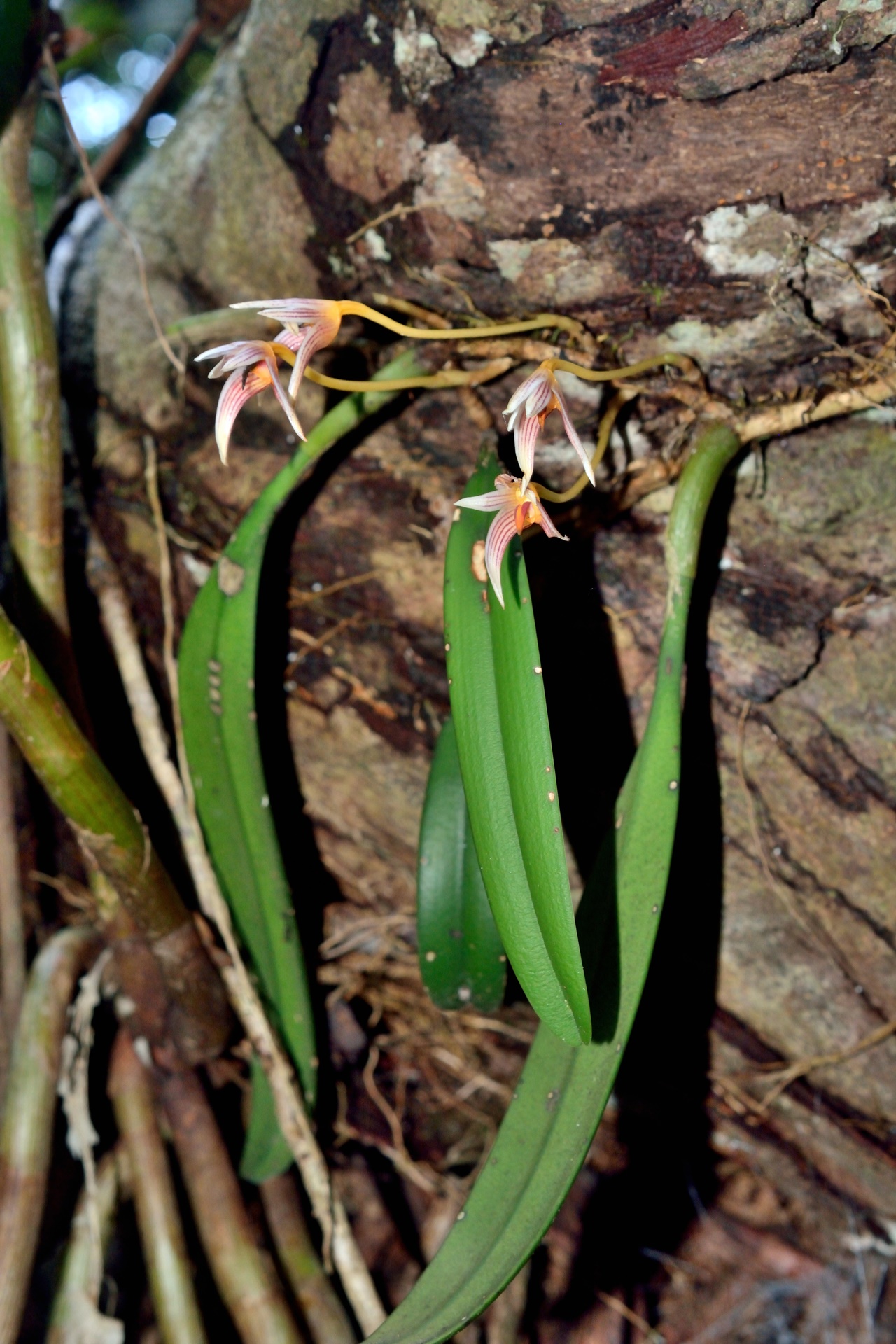 Bulbophyllum affine