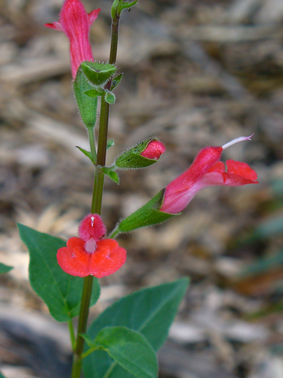 Salvia blepharophylla