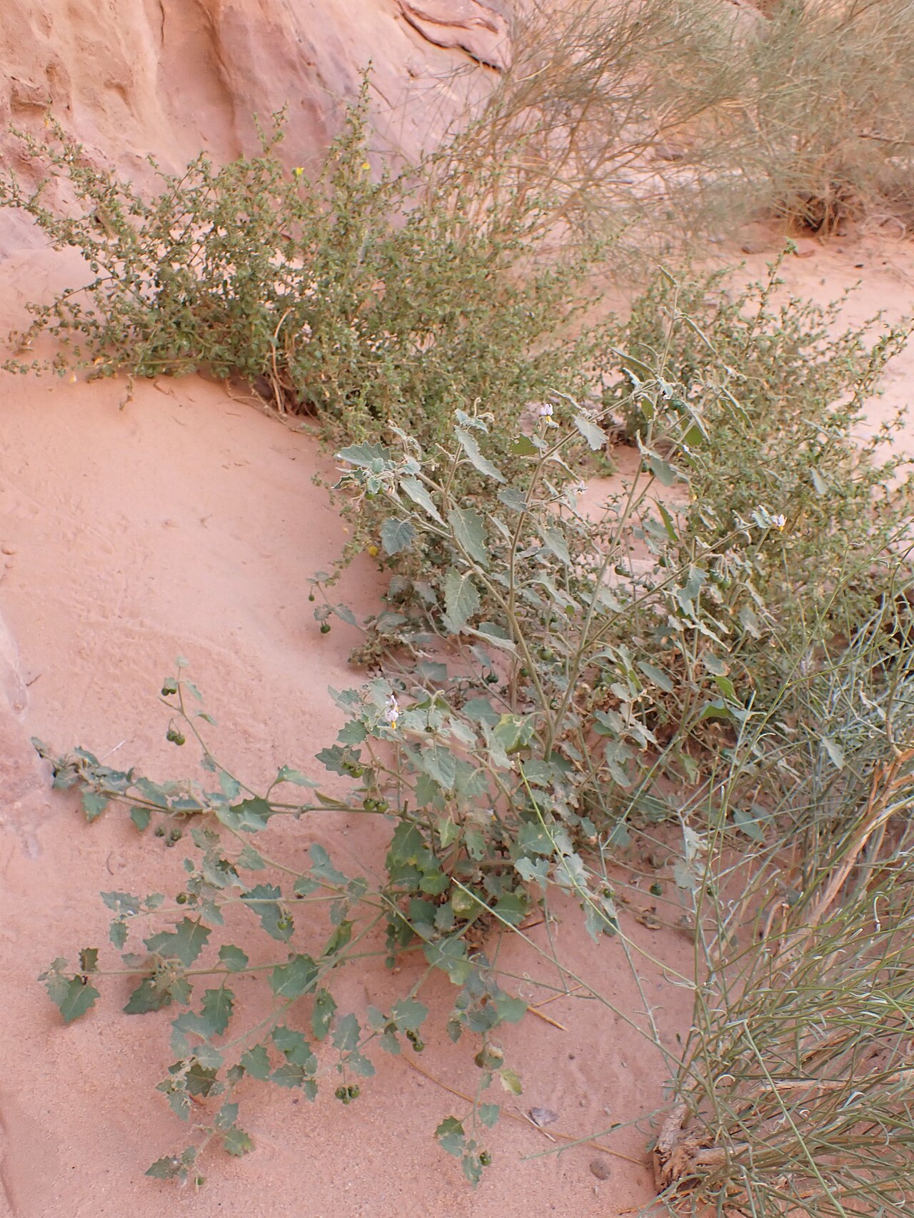 Solanum villosum