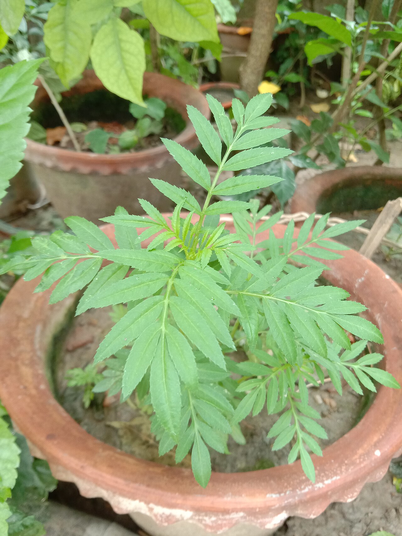 Tagetes minuta