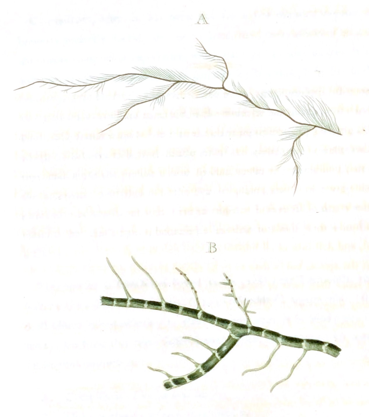 Cladophora flexuosa