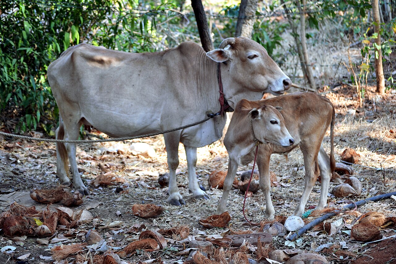 Vechur cow