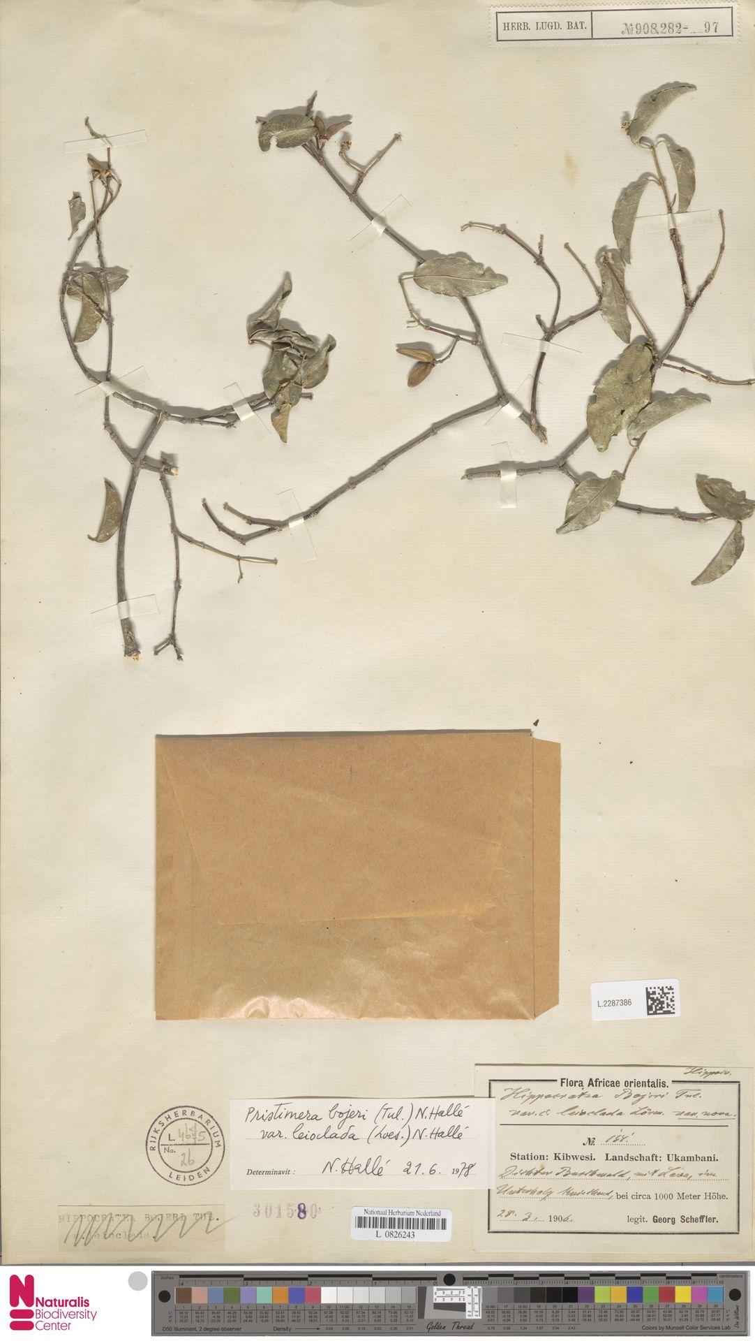 Pristimera bojeri