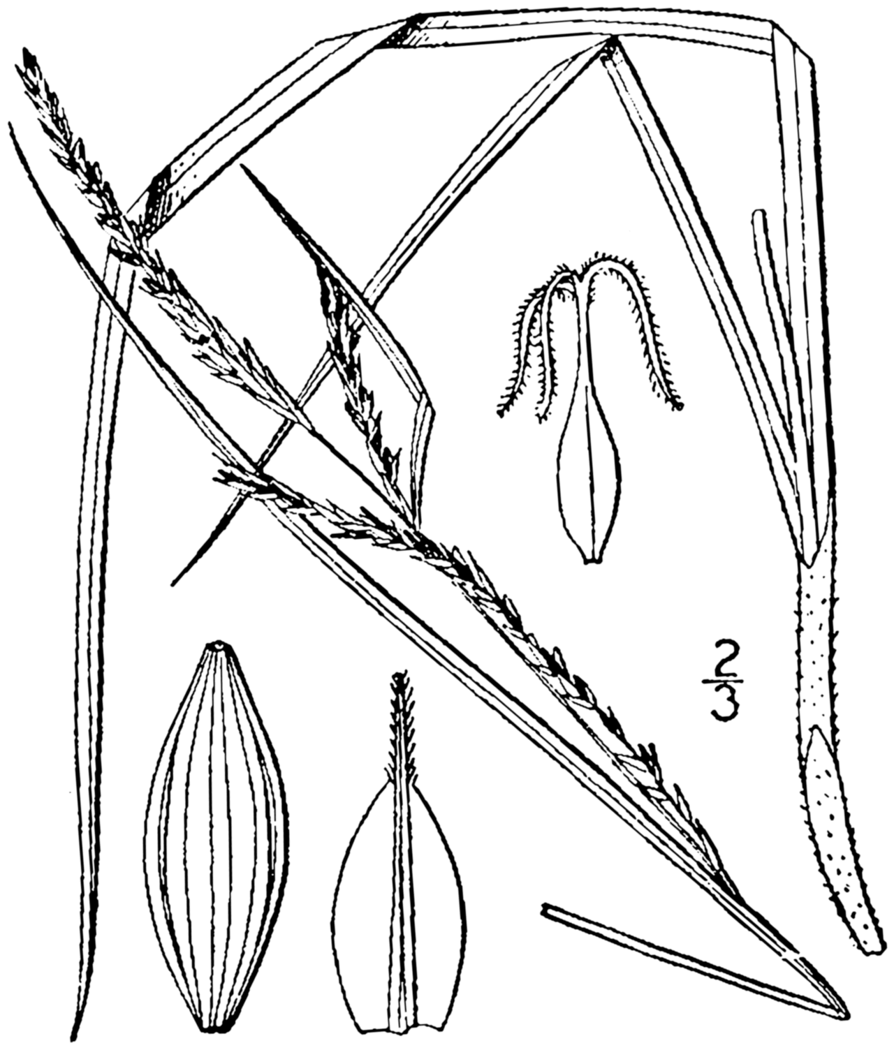 Carex aestivalis