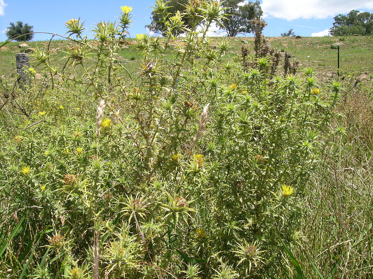 Carthamus lanatus