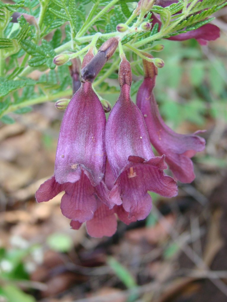 Jacaranda ulei