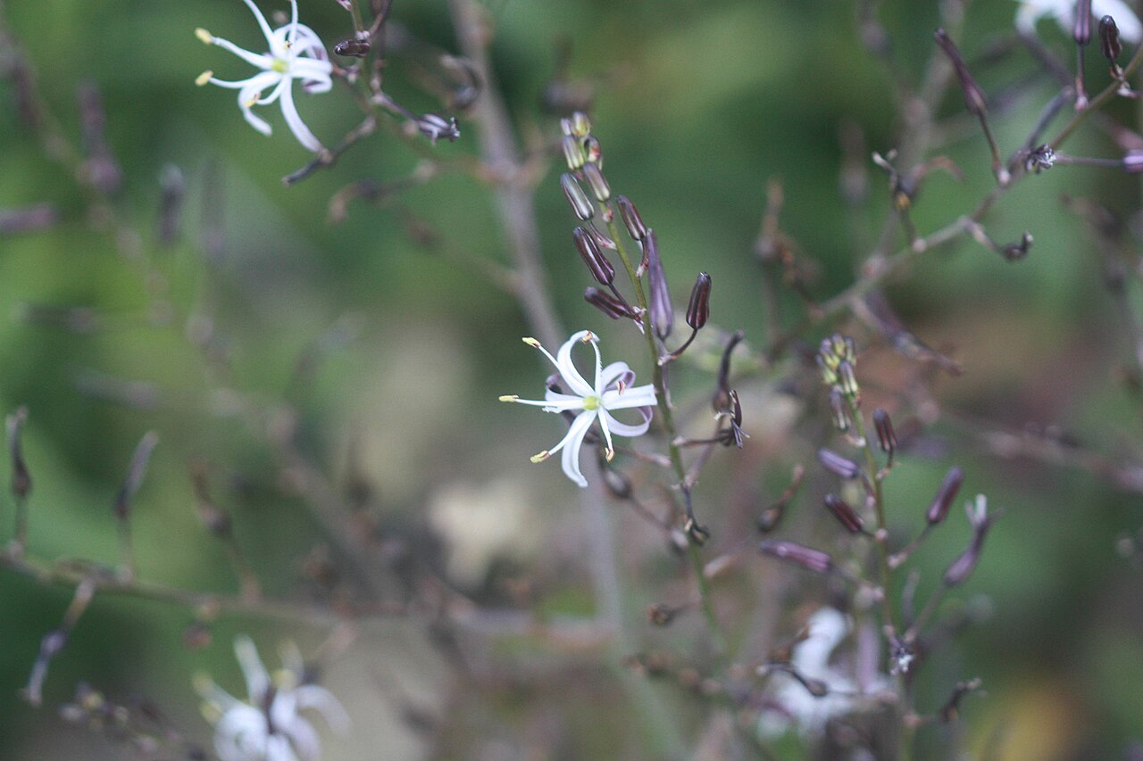 Chlorogalum pomeridianum