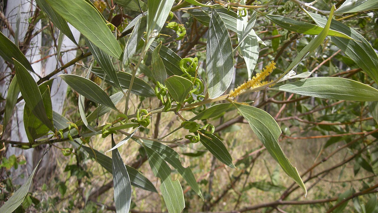 Candelabra wattle