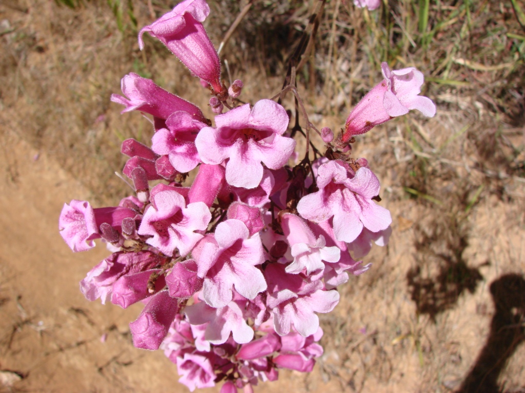Cuspidaria pulchra