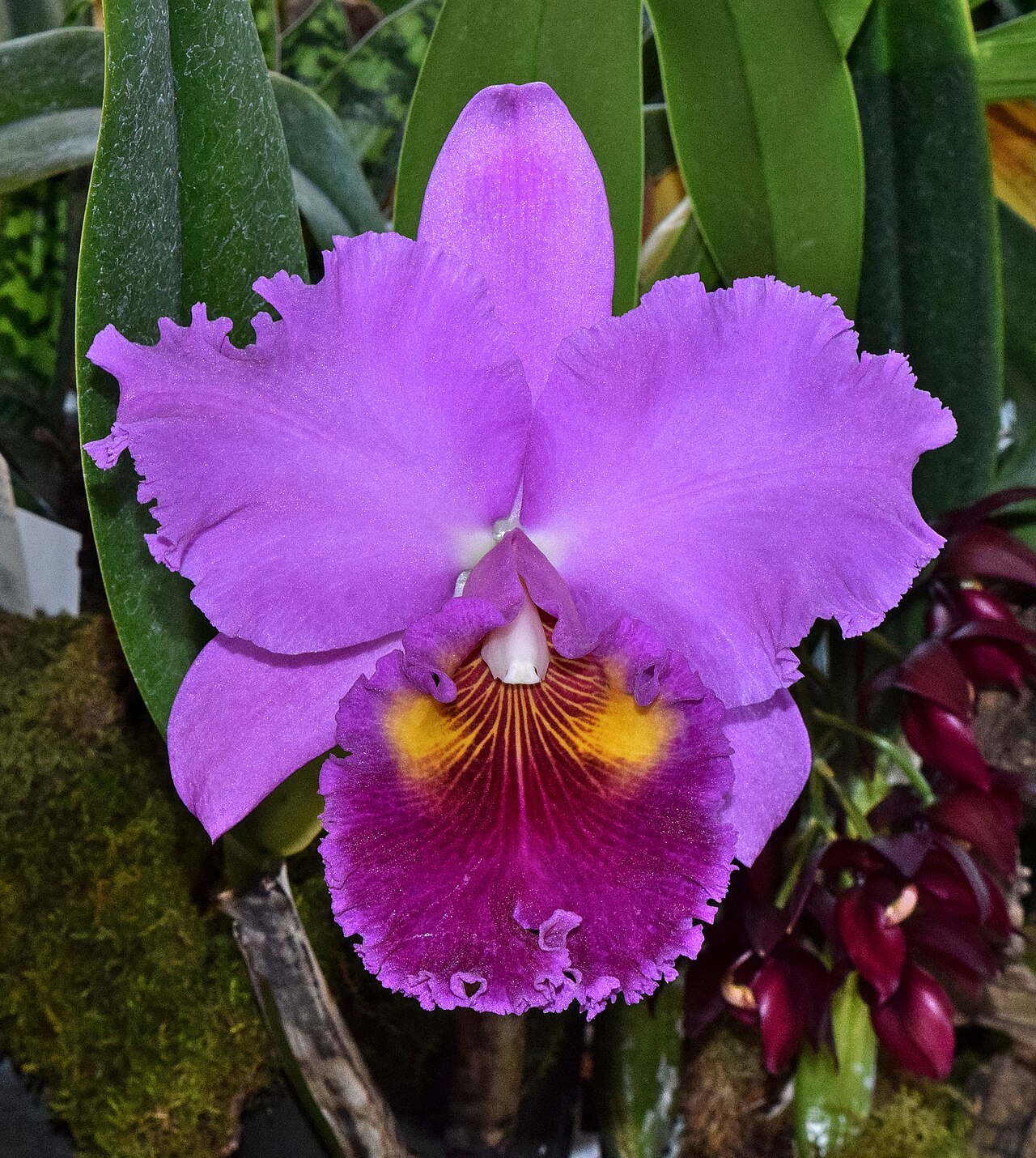 Cattleya lueddemanniana