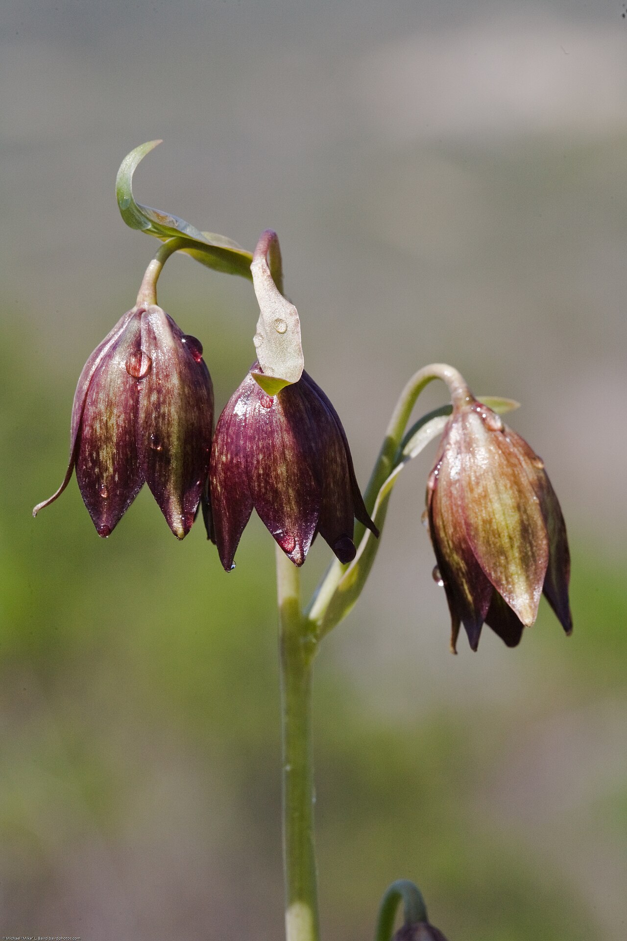 Fritillaria biflora