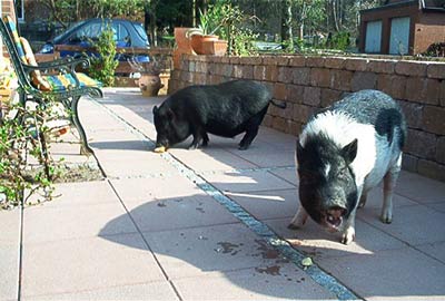 miniature pig