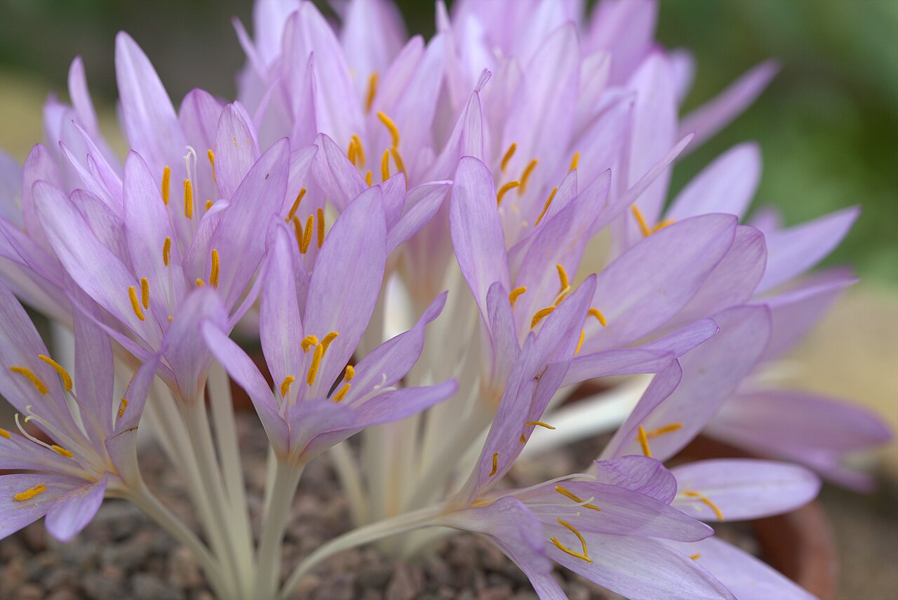 Colchicum cilicicum