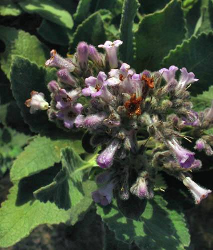 Eriodictyon crassifolium