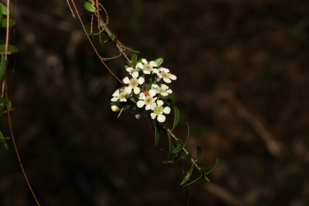 Sannantha collina