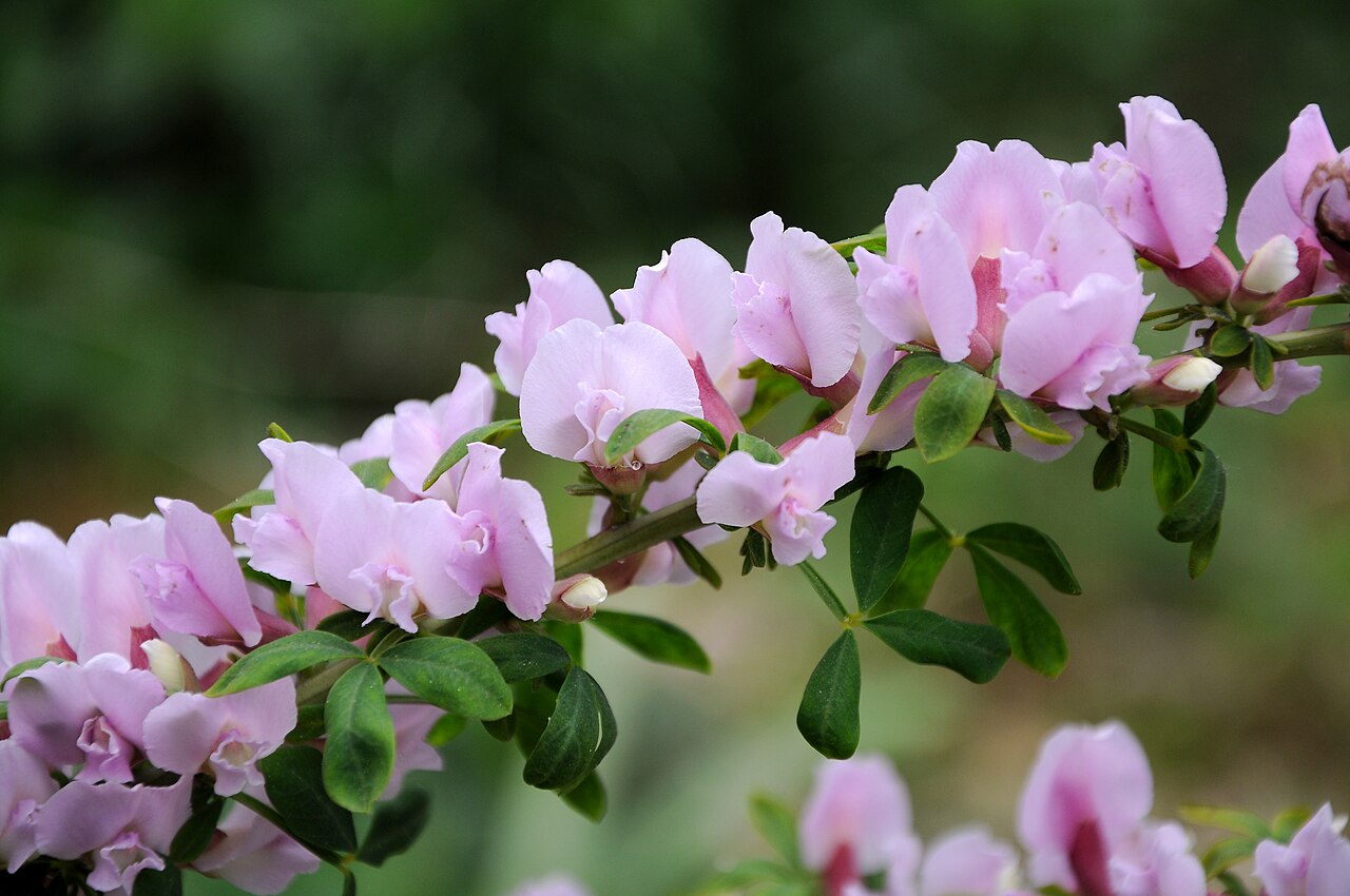 Cytisus purpureus