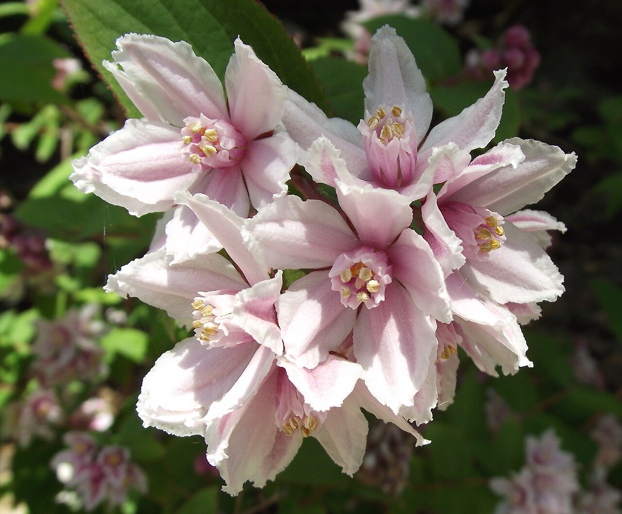 Deutzia longifolia